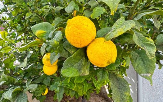 Semi Detached Villa for sale in San Miguel de Salinas